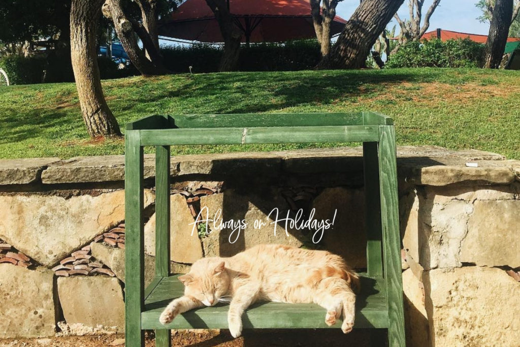 Limak Arcadia Reviews - April 2019 - Cat Resting